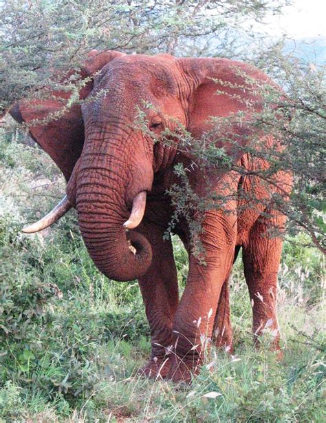 red elephant greece.